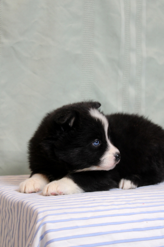 puppy, for, sale, Pomsky, Matthew B. Stoltzfus, dog, breeder, Gap, PA, dog-breeder, puppy-for-sale, forsale, nearby, find, puppyfind, locator, puppylocator, aca